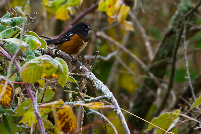 Spotted Towhee